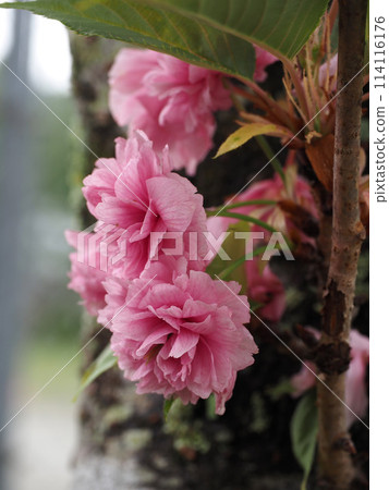 樹幹附近盛開的粉紅色重瓣櫻花（神田公園的硼櫻） 114116176