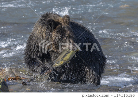 Brown bear obsessed with catching fish 114116186