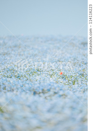 Poppies blooming in a sea of nemophila 114116223