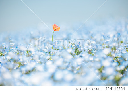Poppies blooming in a sea of nemophila Poppies blooming in a sea of nemophila 114116234