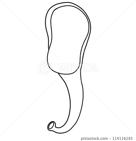 Incus is a small auditory bone located in the middle ear. Incus and ear doodle. 114116285