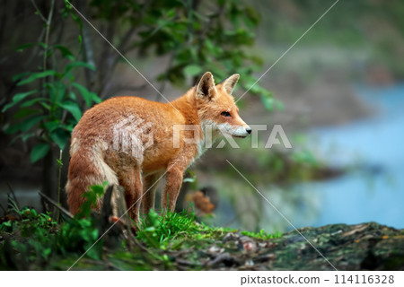 Red fox standing in a forest by water 114116328