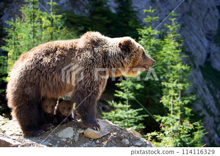She-bear and two bear cubs in the summer forest on hill She-bear and two bear cubs in the summer forest on hill 114116329