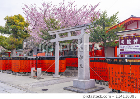 春天的京都，櫻花盛開的車織神社，娛樂神社 114116393