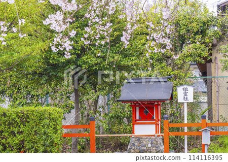 Spring in Kyoto: Cherry blossoms bloom at Kurumazaki Shrine, the ancestral shrine Spring in Kyoto: Cherry blossoms bloom at Kurumazaki Shrine, the ancestral shrine 114116395