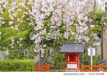 春天的京都，車織神社，櫻花盛開的蘇靈社 114116396