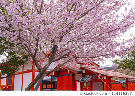 Spring in Kyoto: Cherry blossoms bloom at Kurumazaki Shrine and Geino Shrine 114116397