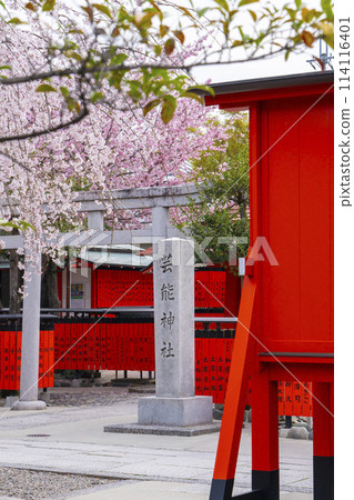 Spring in Kyoto: Cherry blossoms bloom at Kurumazaki Shrine and Geino Shrine Spring in Kyoto: Cherry blossoms bloom at Kurumazaki Shrine and Geino Shrine 114116401