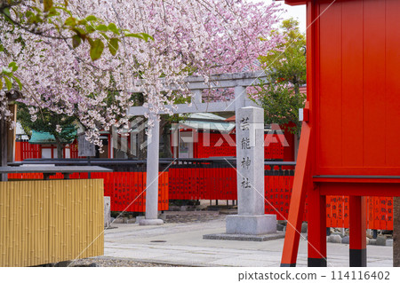 Spring in Kyoto: Cherry blossoms bloom at Kurumazaki Shrine and Geino Shrine Spring in Kyoto: Cherry blossoms bloom at Kurumazaki Shrine and Geino Shrine 114116402