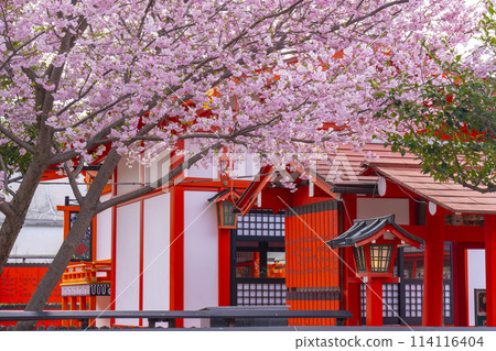 Spring in Kyoto: Cherry blossoms bloom at Kurumazaki Shrine and Geino Shrine 114116404