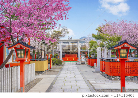 春天的京都，車織神社表參道櫻花盛開 114116405