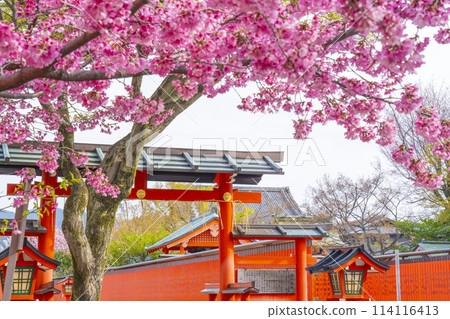 Spring in Kyoto: Cherry blossoms bloom at Kurumazaki Shrine, Omotesando, Shinmon Gate Spring in Kyoto: Cherry blossoms bloom at Kurumazaki Shrine, Omotesando, Shinmon Gate 114116413