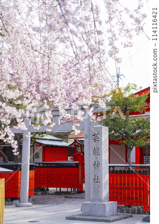 春天的京都，櫻花盛開的車織神社，娛樂神社 114116421