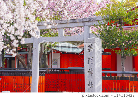 春天的京都,櫻花盛開的車織神社,娛樂神社 春天的京都,櫻花盛開的車織神社,娛樂神社 114116422