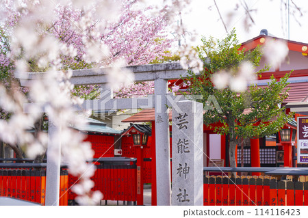 春天的京都,櫻花盛開的車織神社,娛樂神社 春天的京都,櫻花盛開的車織神社,娛樂神社 114116423