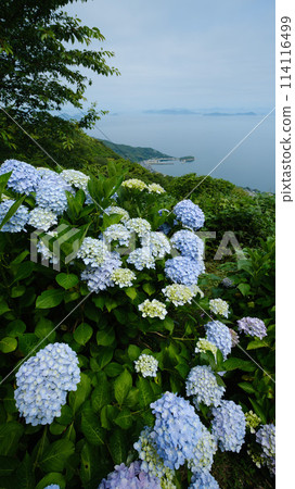 A view of the ocean and islands from a hilltop decorated with hydrangeas 114116499