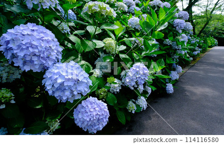 A vibrant early summer scene with blue hydrangeas A vibrant early summer scene with blue hydrangeas 114116580