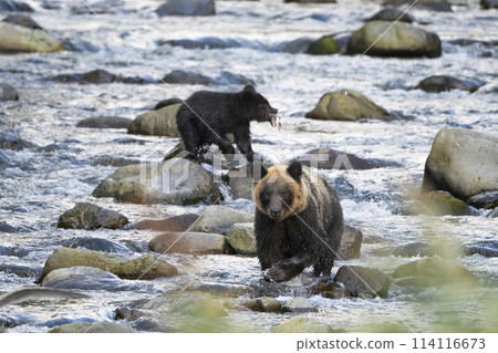 一對沉迷於捕魚的棕熊父母與孩子 114116673