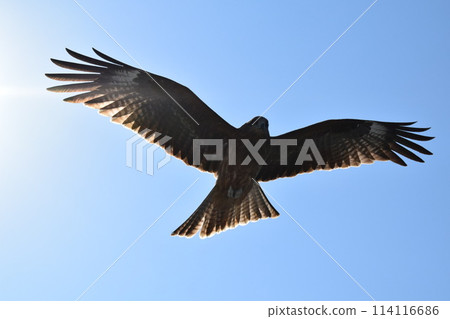 飛行在藍天 114116686