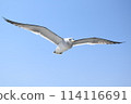 Seagull flying blue sky 114116691
