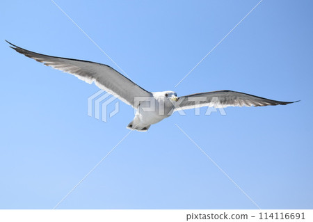 Seagull flying blue sky Seagull flying blue sky 114116691