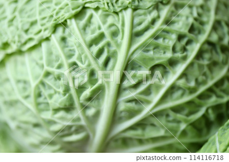 Chirimen cabbage grown with low pesticides, fresh raw vegetables 114116718