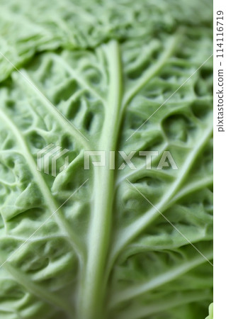 Chirimen cabbage grown with low pesticides, fresh raw vegetables Chirimen cabbage grown with low pesticides, fresh raw vegetables 114116719