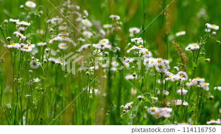 Morning dew on joss 114116750