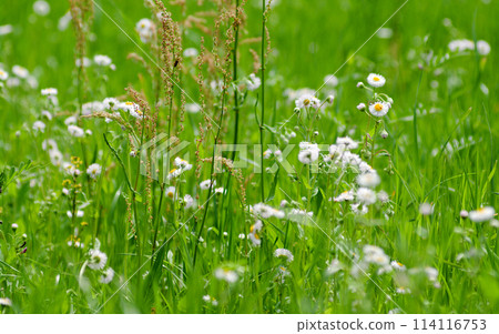 初夏草原上盛開的哈瓊 114116753