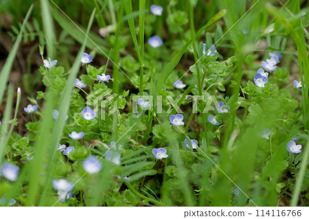 Ouninnu-noguri花 Ouninnu-noguri花 114116766