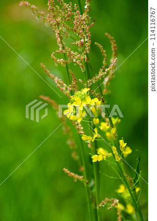 黃花 黃花 114116767