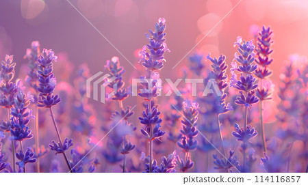 A field of herbaceous plants with purple petals on a pink background 114116857