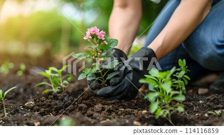 Individual planting a flower in the soil of a terrestrial plant event 114116859