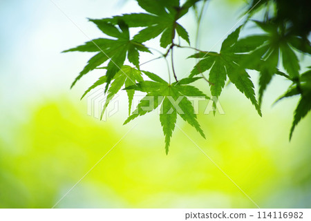 清新的綠色形象《藍楓》 清新的綠色形象《藍楓》 114116982