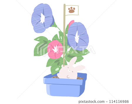 Morning glory rabbit Morning glory rabbit 114116986