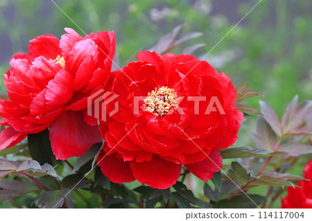 大牡丹花足立區 大牡丹花足立區 114117004