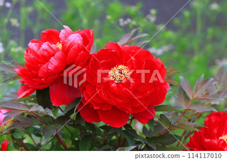 大牡丹花足立區 大牡丹花足立區 114117010