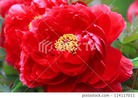 大牡丹花足立區 114117011