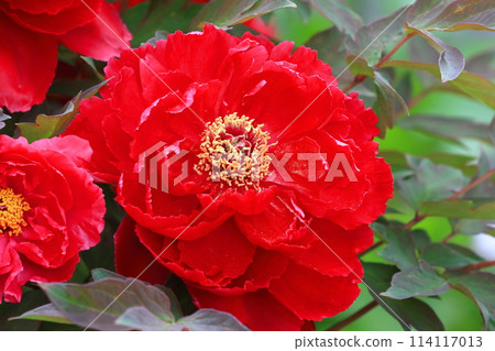 Large Peony Flower Adachi Ward Large Peony Flower Adachi Ward 114117013