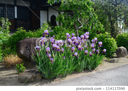 Flowers in the garden of Jikoji Temple in Onomichi-1 Flowers in the garden of Jikoji Temple in Onomichi-1 114117090