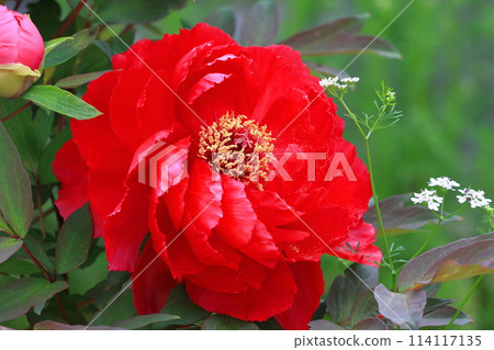 Large Peony Flower Adachi Ward 114117135