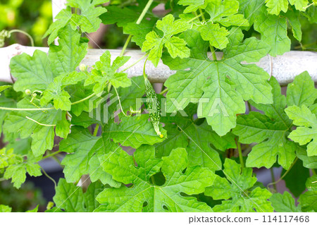 Bitter gourd plant. Green leaves with fruit Bitter gourd plant. Green leaves with fruit 114117468