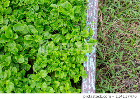 Brazilian Spinach plant in vegetable patch 114117476