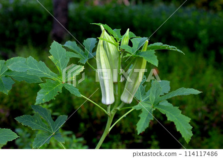 Okra plant in the garden Okra plant in the garden 114117486