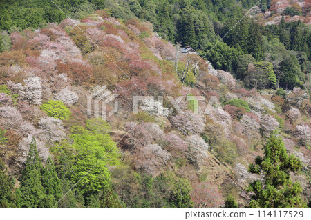 Yoshino Hitome Senbonzakura Yoshino Hitome Senbonzakura 114117529