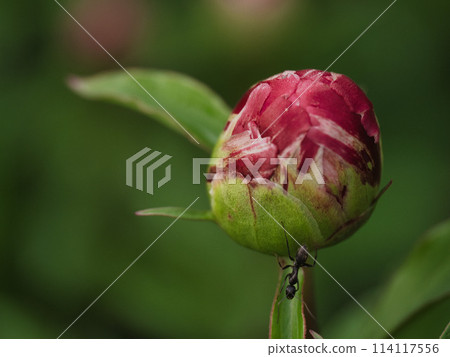 Peony of peonies Peony of peonies 114117556