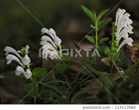 White-flowered tatsunami White-flowered tatsunami 114117660