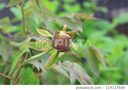 A pointed peony bud A pointed peony bud 114117680