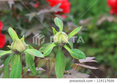 A pointed peony bud A pointed peony bud 114117686