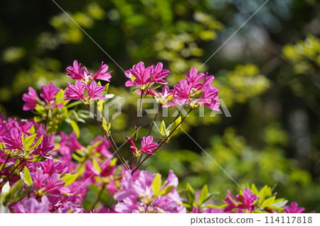 Pink azalea flowers in the garden on a sunny day. Pink azalea flowers in the garden on a sunny day. 114117818